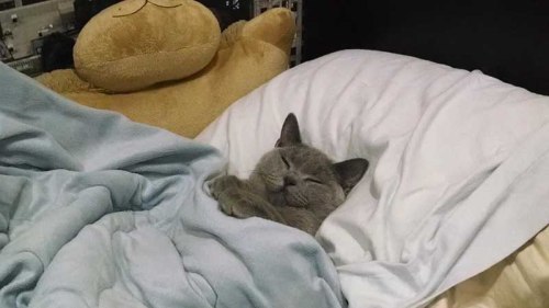 cutecatdiaries:  MEOW_IRL   Weekend plans