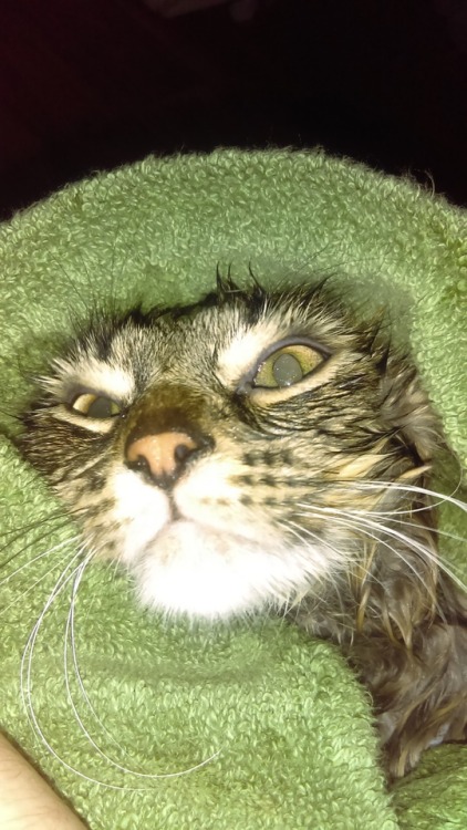 Drying off Fizzgig after a bath(submitted by @desiidamage)