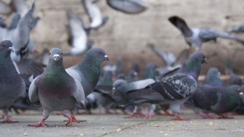 pigeonaday: Pigeon 1071