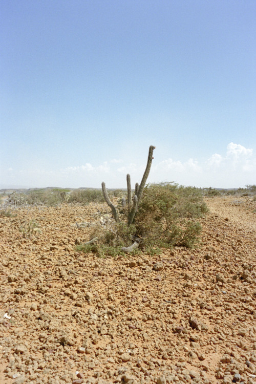 Cactus. Punta gallinas, Guajira, Colombia. August 2014