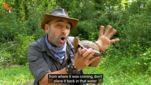coyotepack-official:how to help a turtle cross a roadway:“Now let’s talk about safety when it comes 