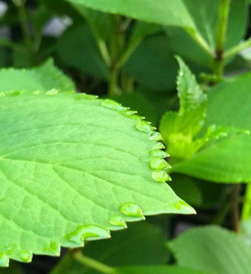 #morningdew #hydrangea #朝露　葉っぱの葉脈から滲み出してるようにも見える https://www.instagram.com/p/Ccx2s9-vCQM/?igshid=NGJ