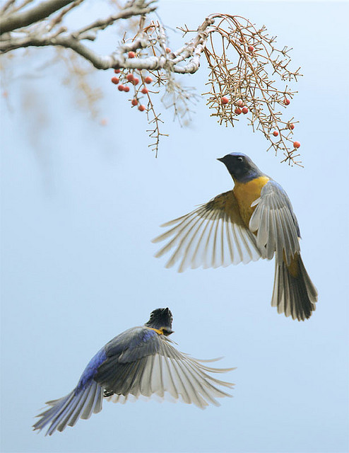 #98 黃腹雙逐 (A couple tracing each other in the air) by John&Fish on Flickr.