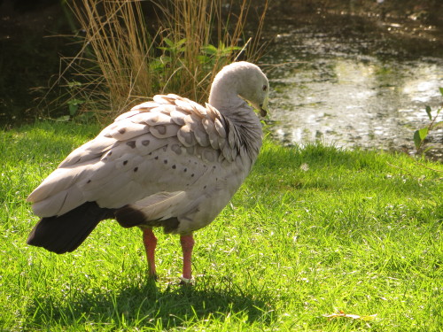 The Cape Barren or Pig Goose is one of the rarest geese in the world, found mostly in small islands 