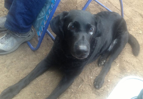 lab’s awesome maskThis is Rowdy, a 13-year-old black lab. He recently began loosing pigmentation in 