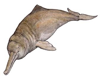 The Baiji, Lipotes vexillifer (1918)Phylum : ChordataClass : MammaliaOrder : CetaceaSuborder : OdontocetiSuperfamily : LipotoideaFamily : LipotidaeGenus : LipotesSpecies : L. vexillifer• Critically endangered• 2,3 m long and 230 kg (size)•...