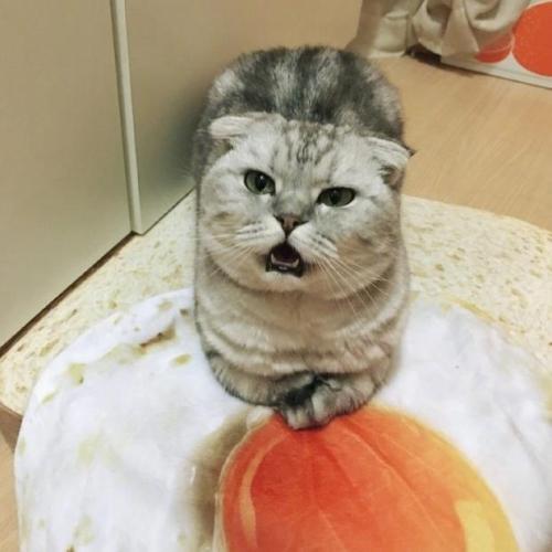 archiemcphee:  On Caturday a hearty breakfast of fried eggs on toast isn’t eaten, it’s napped on as only cats can.Get your own toast cat bed here.[h/t: Pleated-Jeans]
