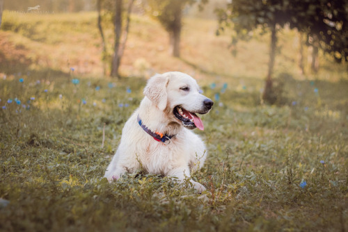 golden retriever