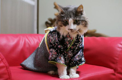 boredpanda: Cats In Kimonos Are A Thing In Japan