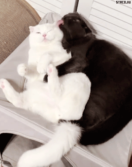 stacojiu:♡cute cat couple♡