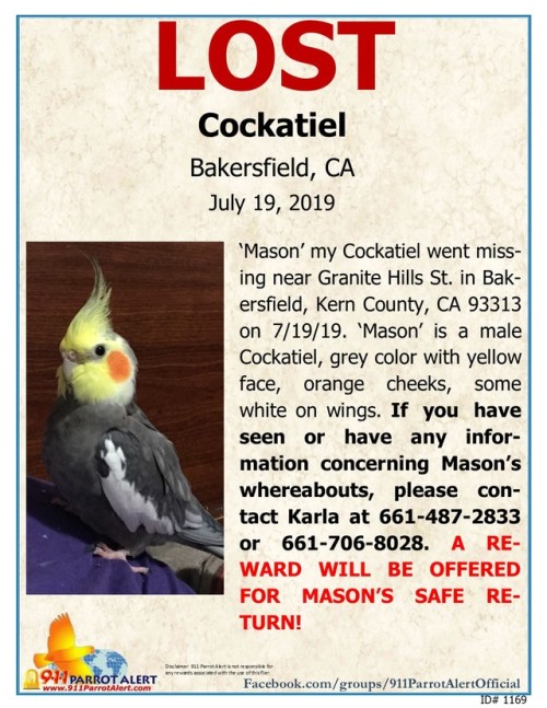 LOST - COCKATIEL, 7/19/19, ‘Mason’, Granite Hills St, BAKERSFIELD, KERN COUNTY, CA