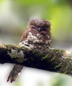 tiwago:  fairy-wren:  Javan Frogmouth ( Batrachostomus