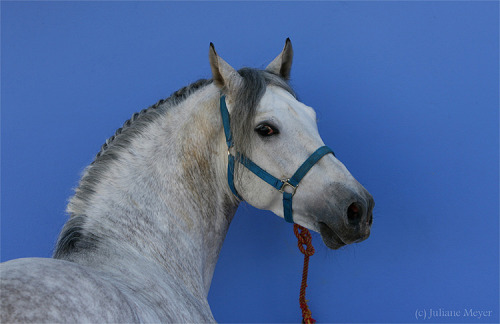 transperceneige:   Pure spanish horses by Juliane Meyer.   