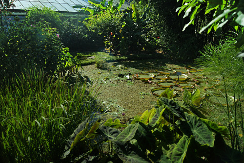 passion4plants: botanical garden cologne - water lily pond