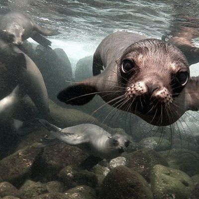 misskittygrimm:Moodboard: Selkies