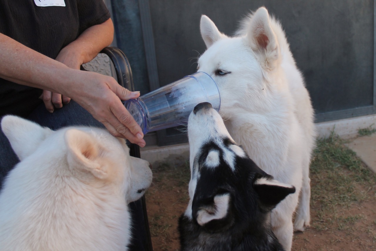 6woofs:  &ldquo;Mmmm ice cold water and ice!&rdquo; evolves into &quot;Ouch