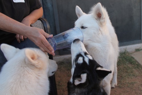 6woofs:  “Mmmm ice cold water and ice!” evolves into "Ouch my face!“ as more huskies arrive. 