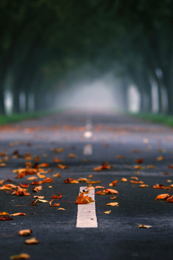 ethereo:  Autumn Melancholoy via 500px 
