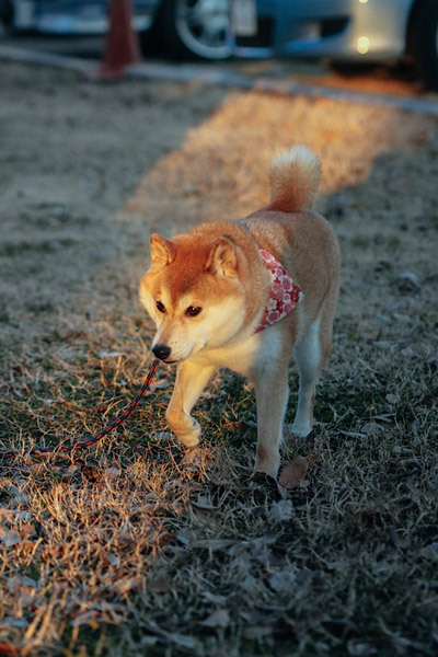 Sex dogjournal:  THE DOG BEHIND THE “DOGE” pictures