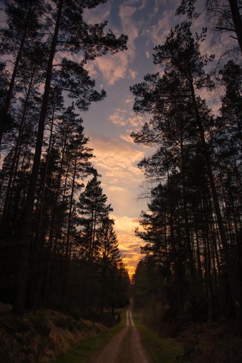 moody-nature: Evening in Germany // By Robert Wiedemann