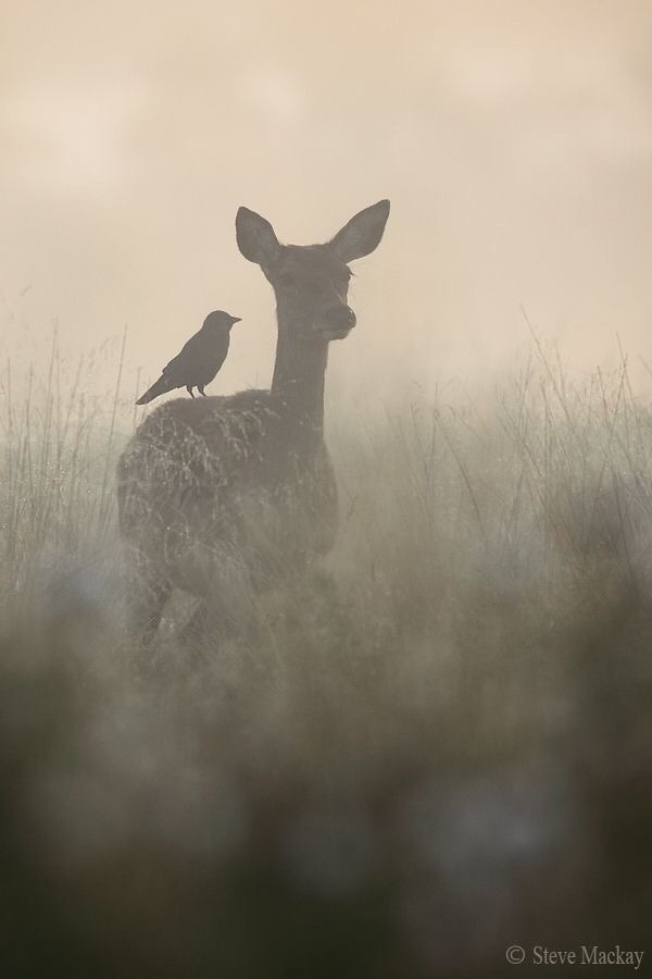 myexploring:  ihavenoideawhatishappeninghere:Steve Mackay Happiest of days @chasing-deer-woman