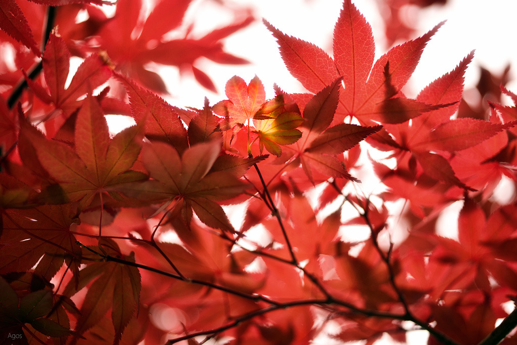 春もみじ
Ai Micro-Nikkor 55mm F2.8S