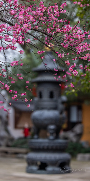 fuckyeahchinesegarden:red plum blossoms, tiefosi铁佛寺, huzhou, zhejiang province by 影像视觉杨