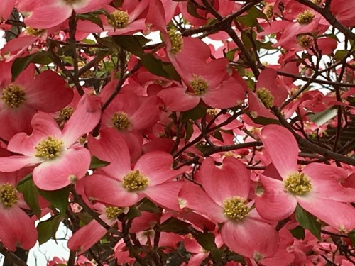 Dogwood Tree in Back Yard, Fairfax, 2017.For whatever reason, this has been a truly glorious year fo