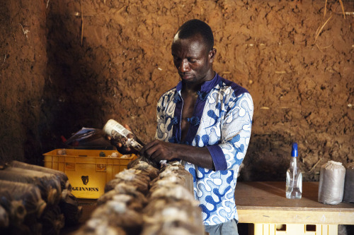 The Mushroom Farm.  Tanoboase, Ghana.