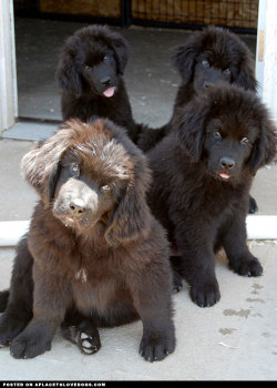 aplacetolovedogs:  Newfoundland puppies snuggle