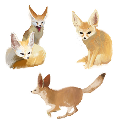 debbie-sketch:Red Fox and Fennec Fox sketches for the first day of Spring! 
