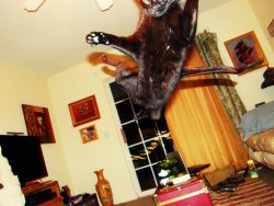 derpycats:  Jet takes flight.