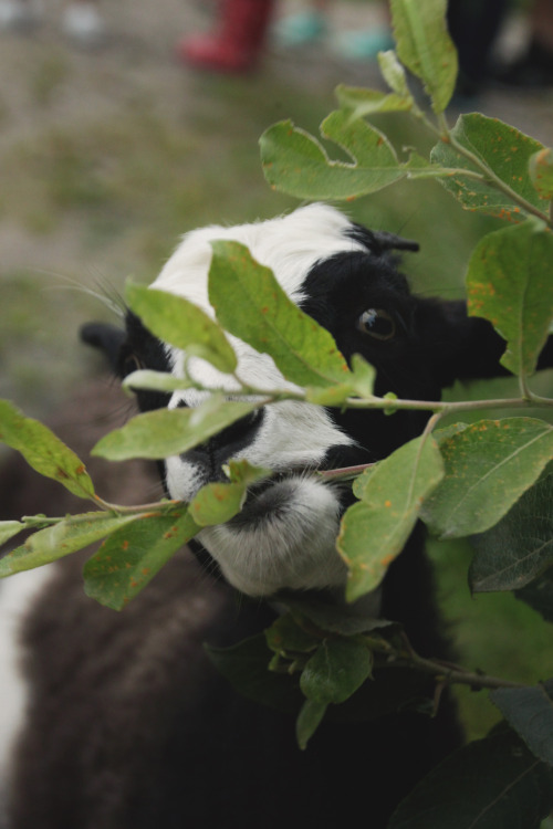 meghanmarinphotoart: How cute are goats???  meghanmarinphotoart.tumblr.com