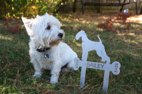 I was doing some product photography for a client’s web store this morning and this little guy decid