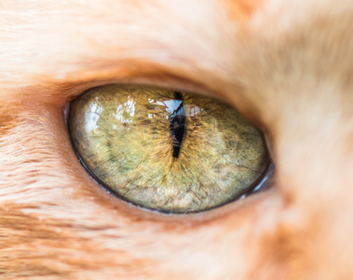 catsbeaversandducks: Cat Eyes Photos by ©The Great Went Pet Photography