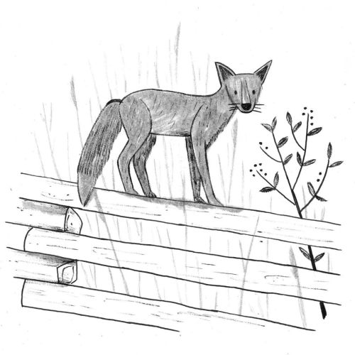 Day 2 #inktober2019  Black fox  This year I am basing all of my ink drawings on photos I have taken 