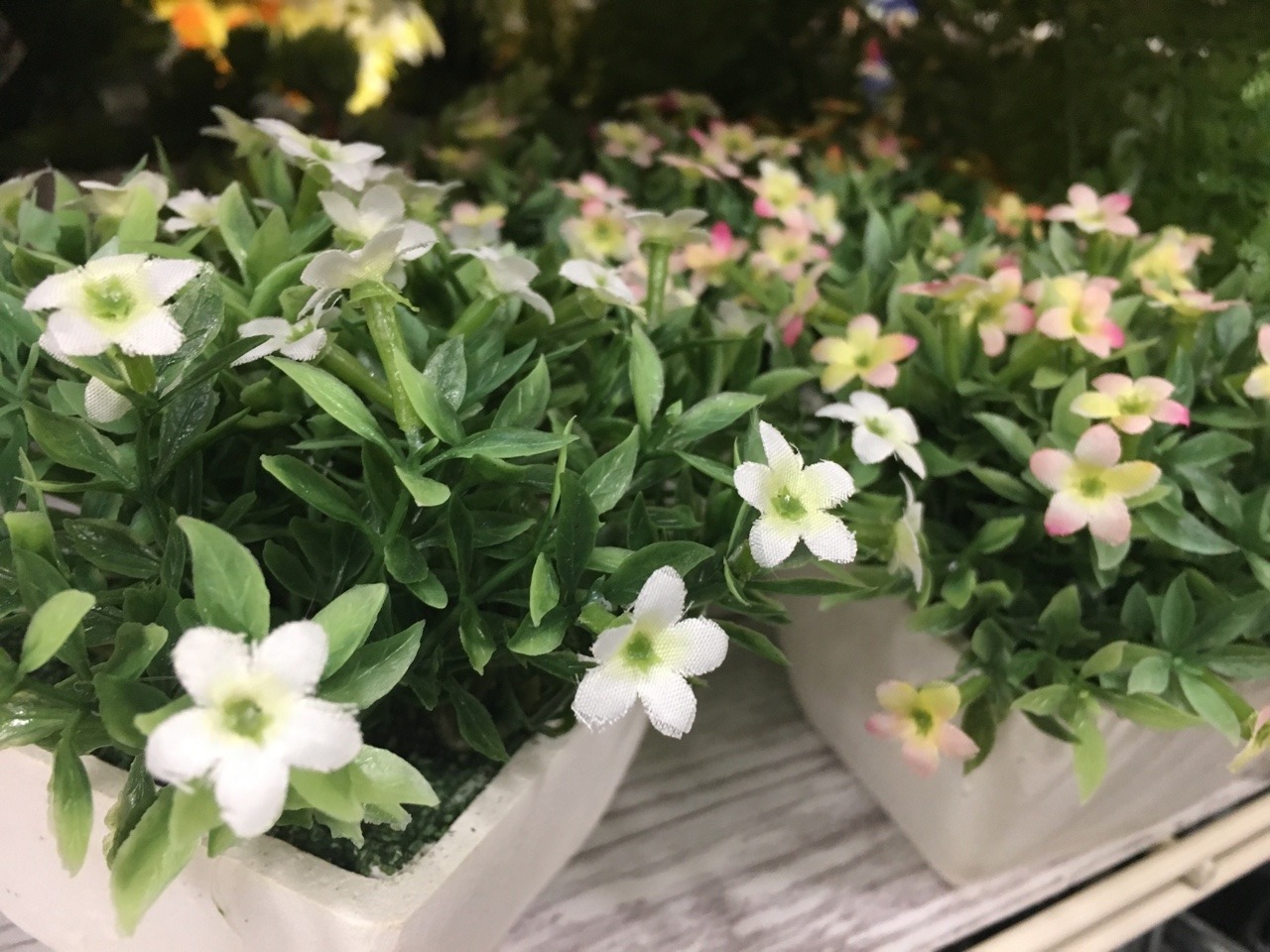urban-teen:  “Life is a Garden”