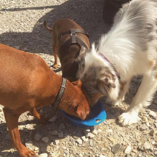 sharing a drink on a very hot day ☀️ #socute #pups #sharing #drink #minpin #australianshepherd #khoo