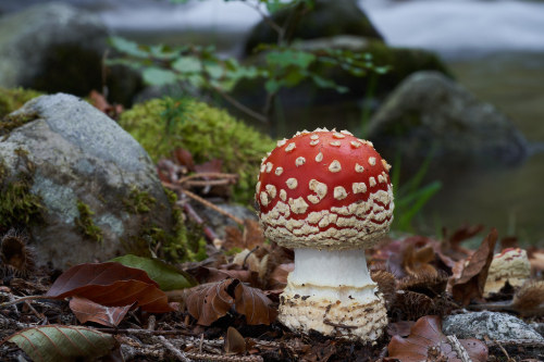 Amanita muscaria by Igor Kramar in the beech forest, next to the creek, october flic.kr/p/2j