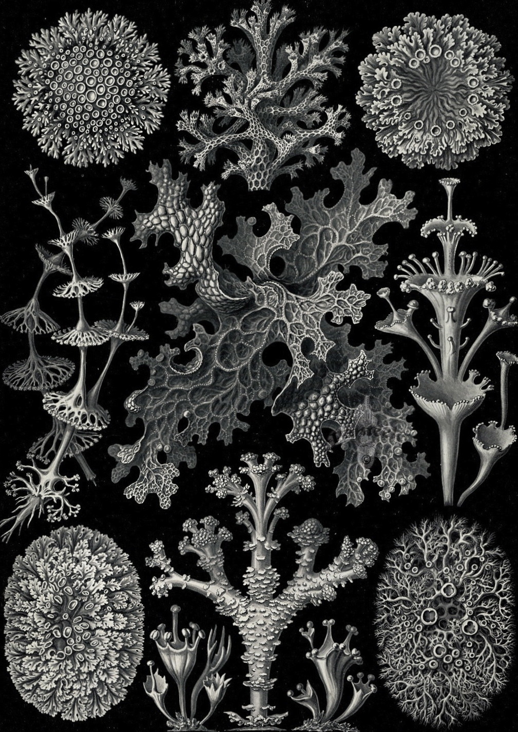 magictransistor:  Ernst Haeckel. Hexacoralla, Ascomycetes, Lichenes, Phaeodaria,