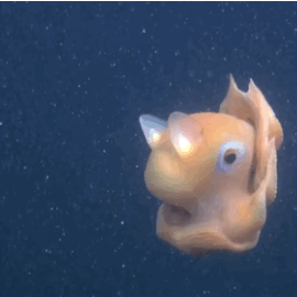 wavesoftware:sciencefriday:huffingtonpost:New Octopus Is So Adorable It Might Be Named Opisthoteuthi