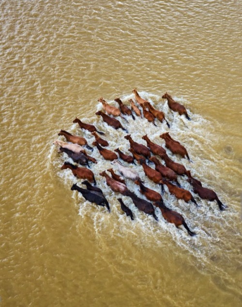 wtxch:Mongolia, horses crossing the Orkhon