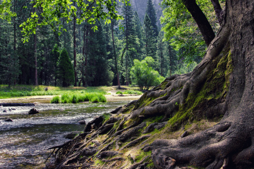 Mossy Roots