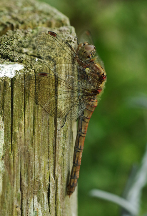 Dragonfly Needs Sunshine BadlyThis fellow was basking on a fencepost in the weak, morning sunshine y