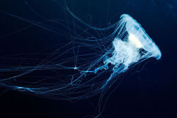 blazepress:  Otherworldly Photographs of Underwater Jellyfish by Alexander Semenov