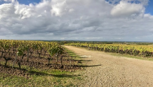 Automne dans les vignes de Sauternes, Gironde, 2017.