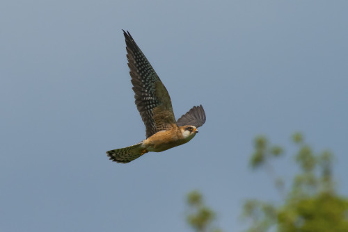  Red-footed falcon by Paul Via Flickr: Red-footed falcon 