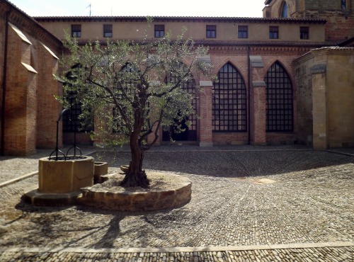 Claustro con pozo y olivo, Catedral, Santo Domingo de la Calzada, La Rioja, 2012.