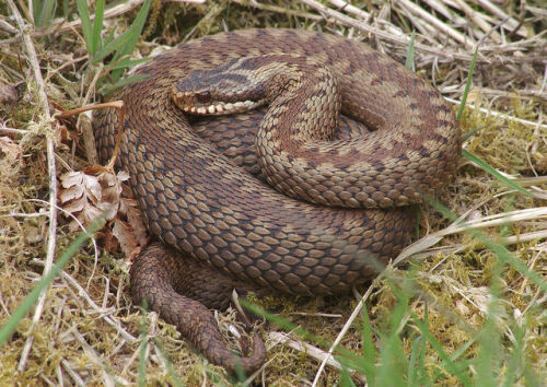 Lovely colours on this adder.