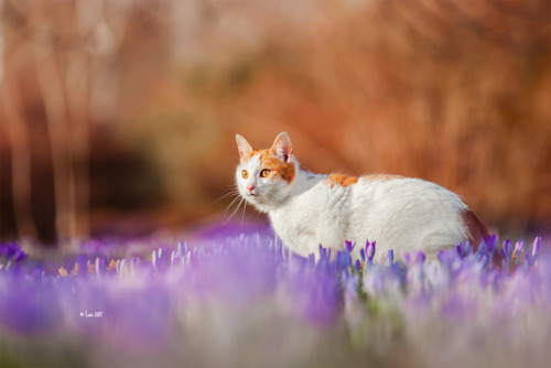 lainphotography: Kitty and Daphne